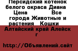 Персидский котенок белого окраса Диана › Цена ­ 40 000 - Все города Животные и растения » Кошки   . Алтайский край,Алейск г.